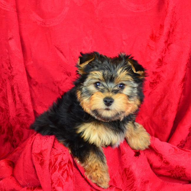 Grover male yorkie