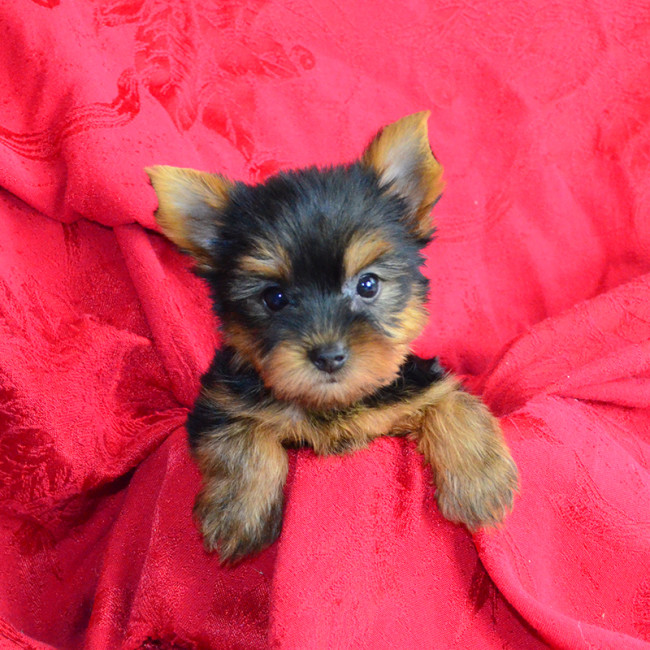 Suzie (teacup) female yorkie