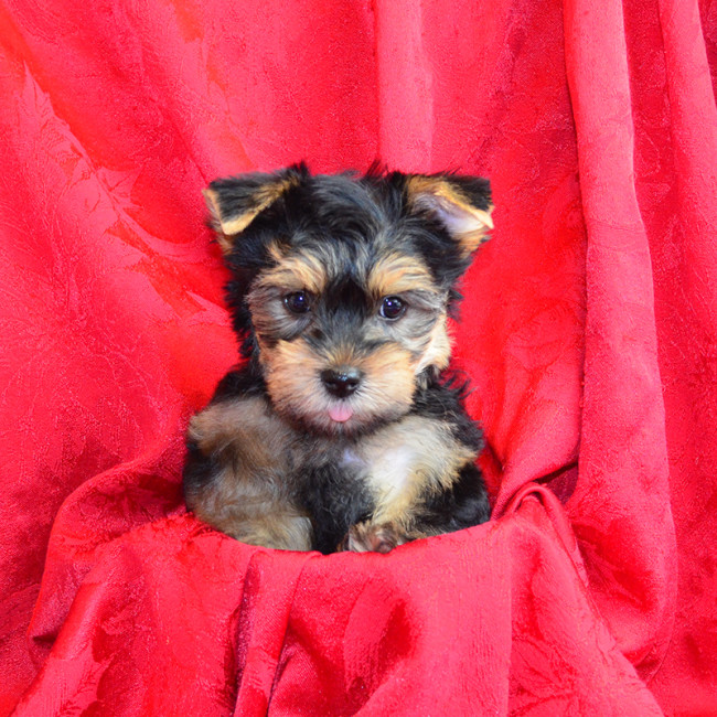 Tessie female yorkie