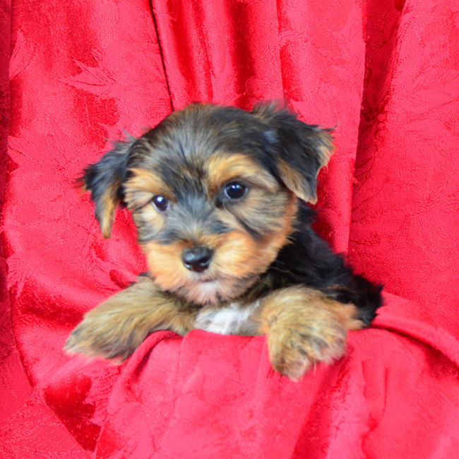 Rupert male yorkie
