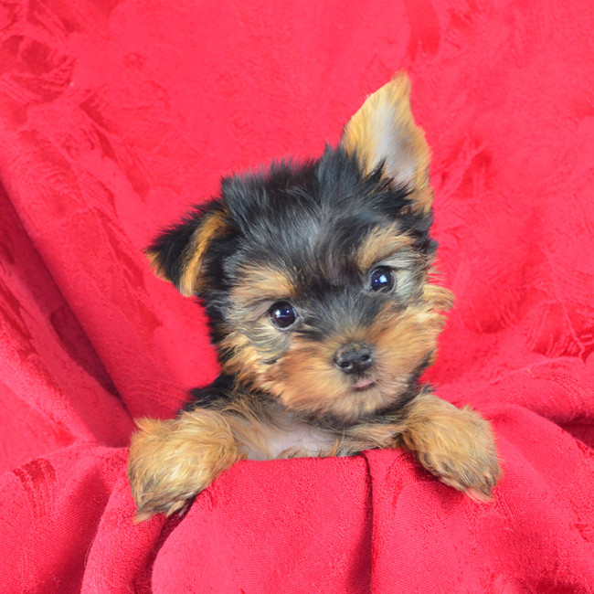 Thumbnail [100%x225]