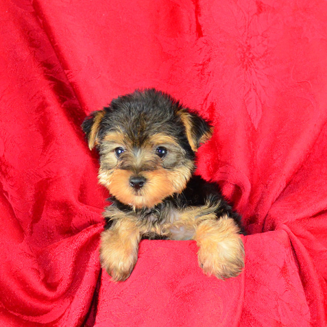 Violet female yorkie