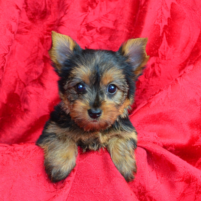 Poppy female yorkie