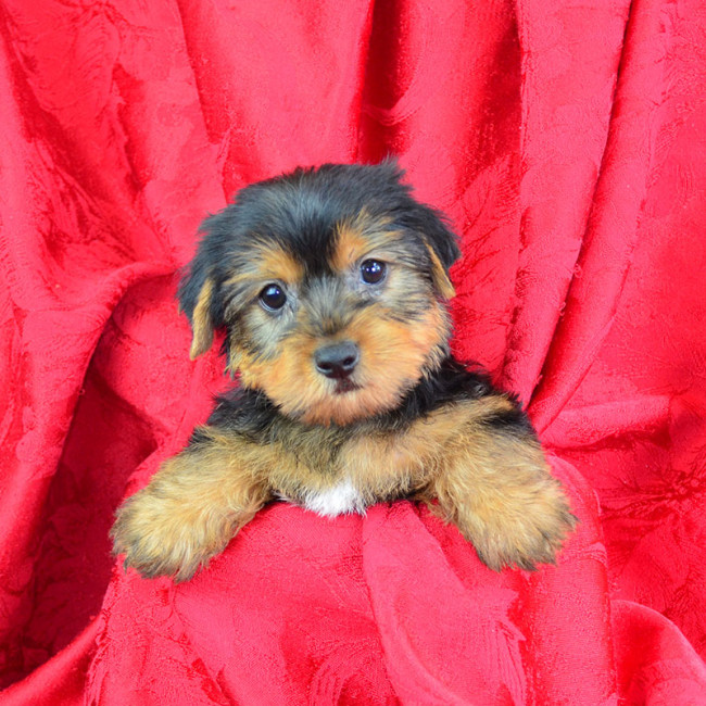Lambert male yorkie