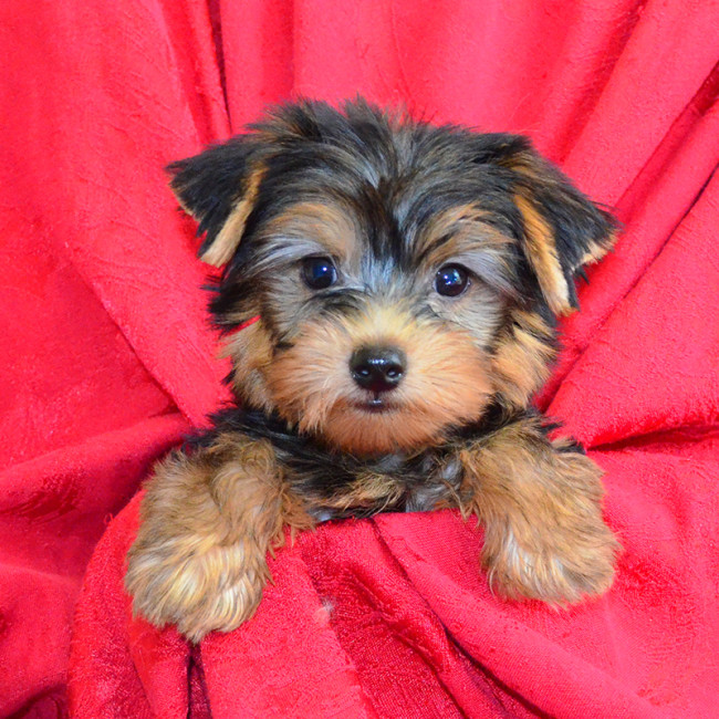 Jet male yorkie