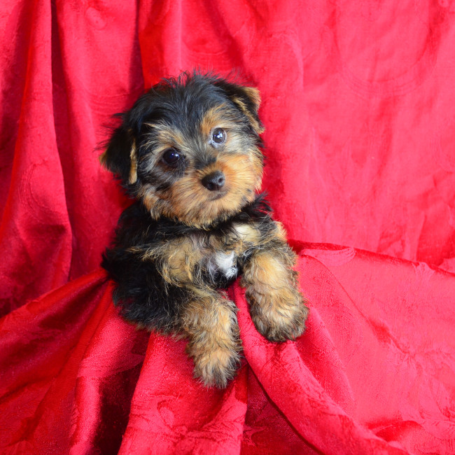 Falcon male yorkie