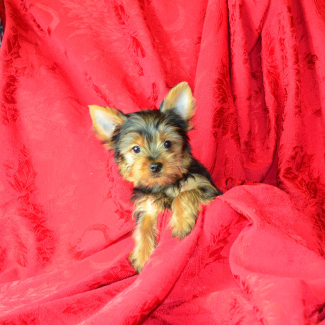 Thumbnail [100%x225]