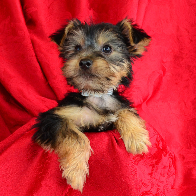 Cody male yorkie