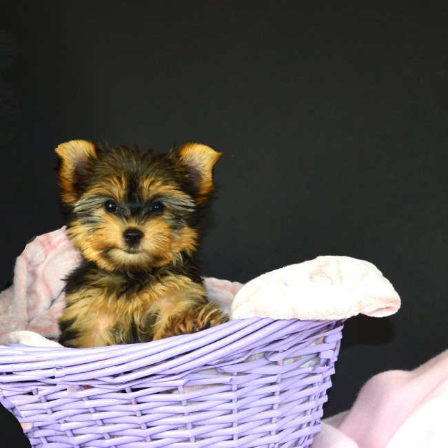 Hilly female yorkie