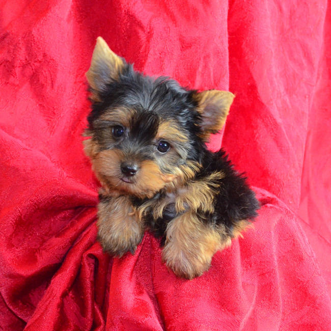 Remix TEACUP male yorkie