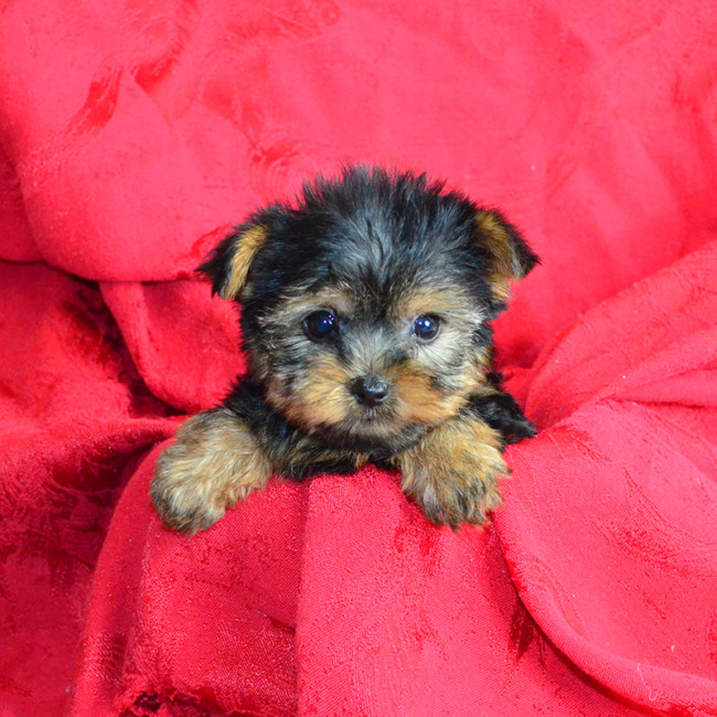Fanny (teacup) female yorkie