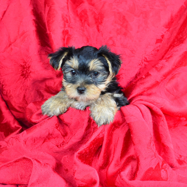 Abby female yorkie