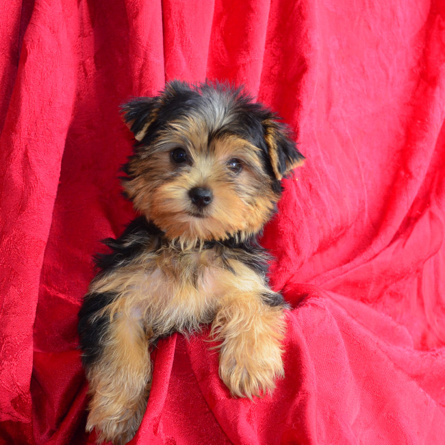 Cookie female yorkie