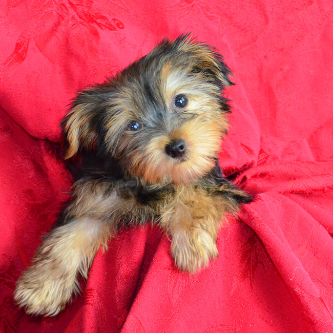 Joey male yorkie