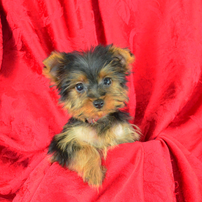 Elmo male yorkie