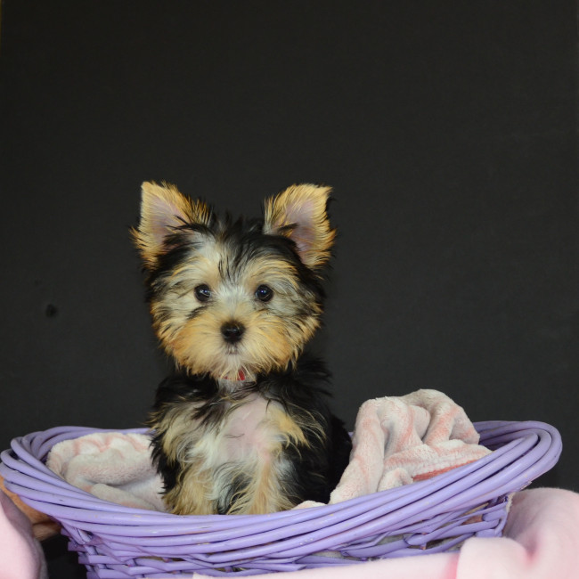 Dolly Ann female yorkie