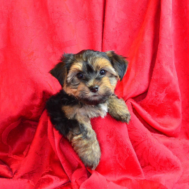 Thumbnail [100%x225]