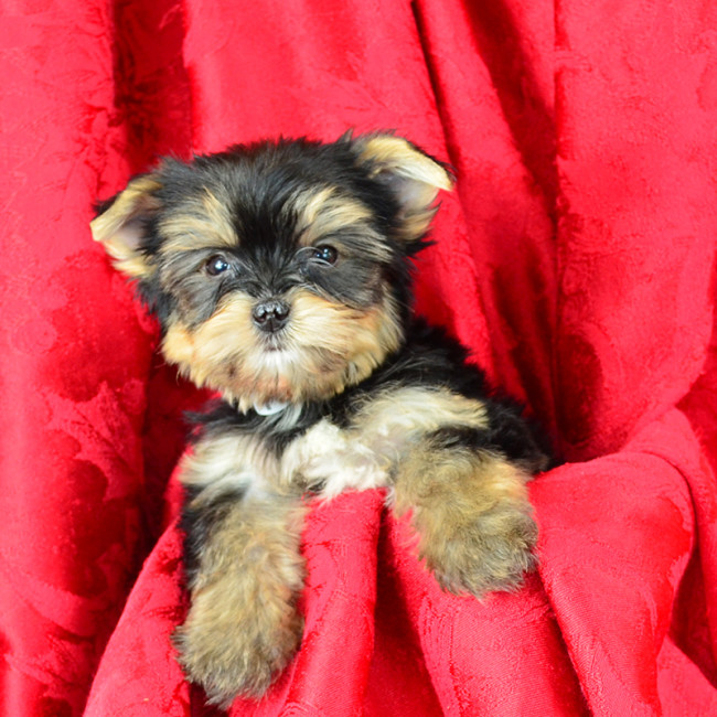 Frazier male yorkie