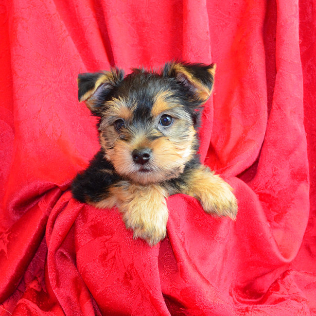 Thumbnail [100%x225]