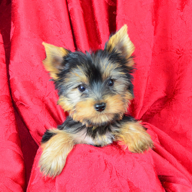 Gucci male yorkie