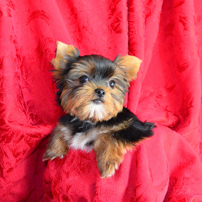 Bootsie female yorkie