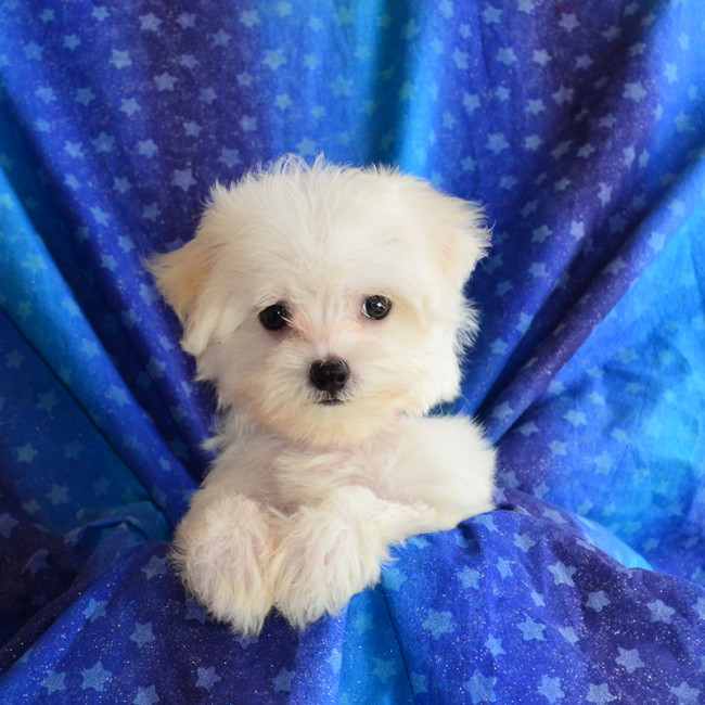 Maddie female maltese