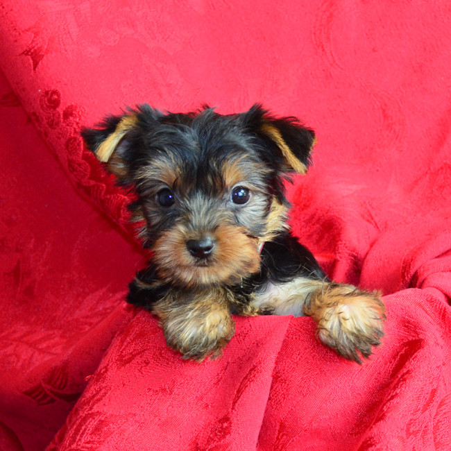 Mabel female yorkie