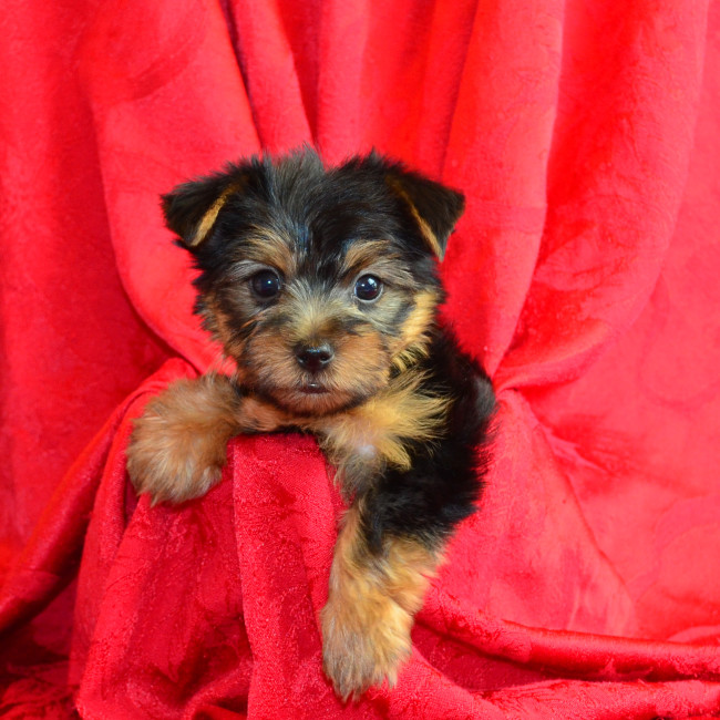 Thumbnail [100%x225]