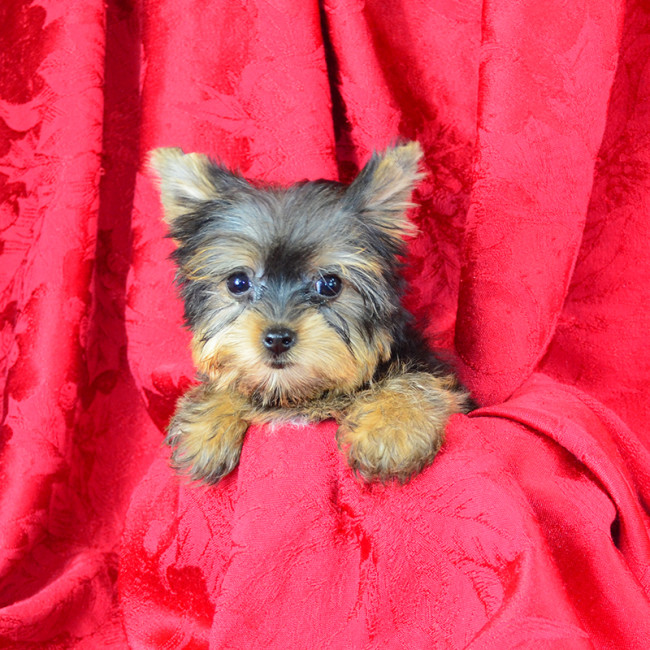 Anabelle (teacup) female yorkie