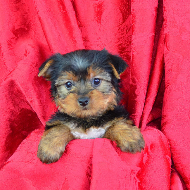 Lane male yorkie