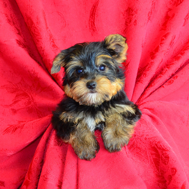 Bacon male yorkie