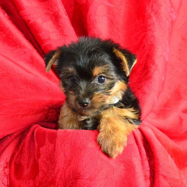 Trixie female yorkie