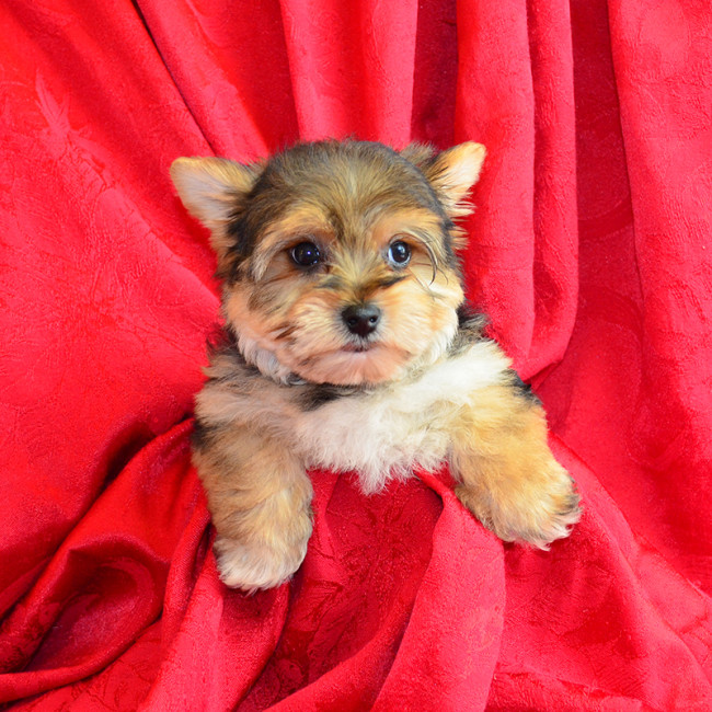 Thumbnail [100%x225]