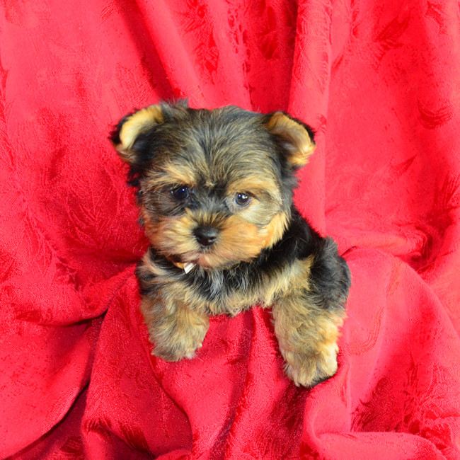 Pringle male yorkie
