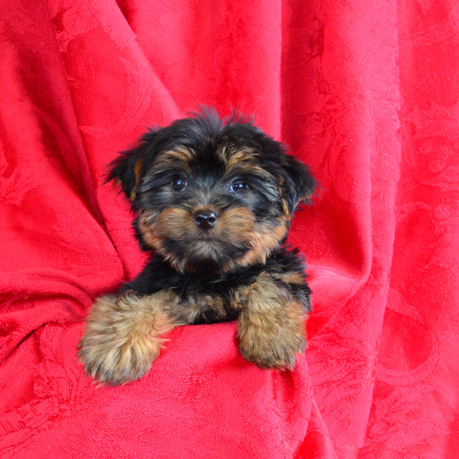Darby male yorkie