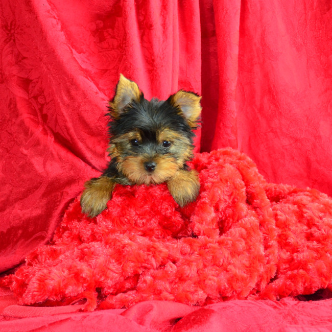 Simon male yorkie