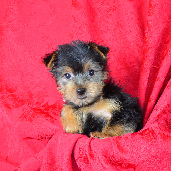 Lassie female yorkie