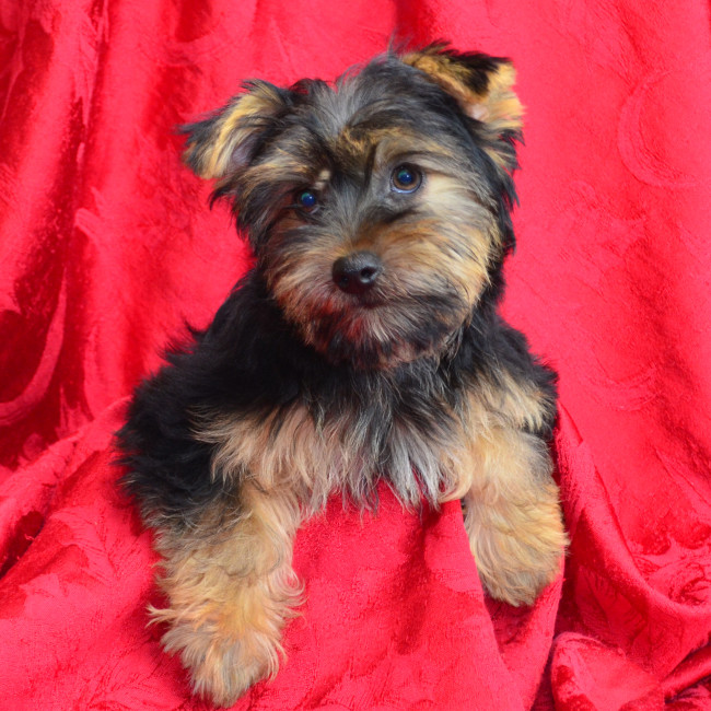 Porter male yorkie