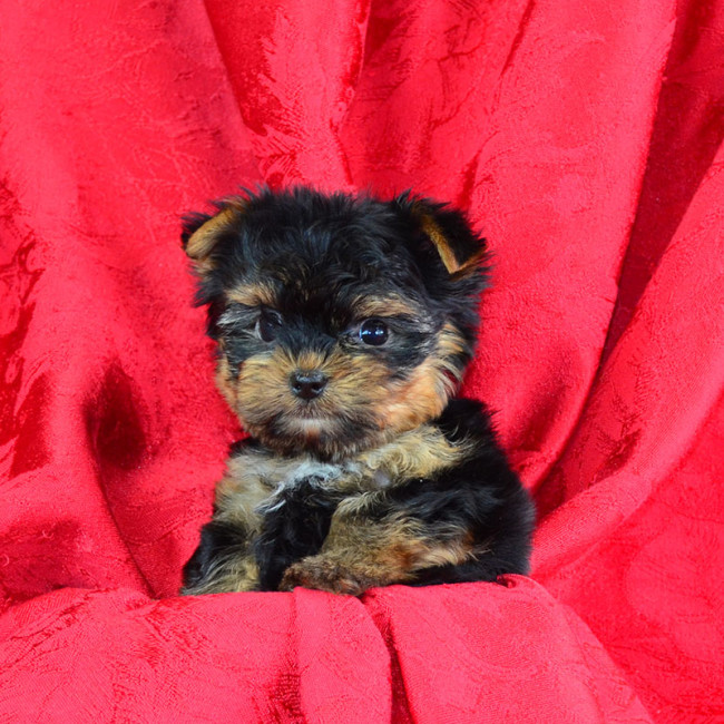 Harley male yorkie