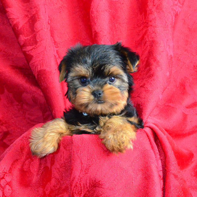 Mercedes female yorkie