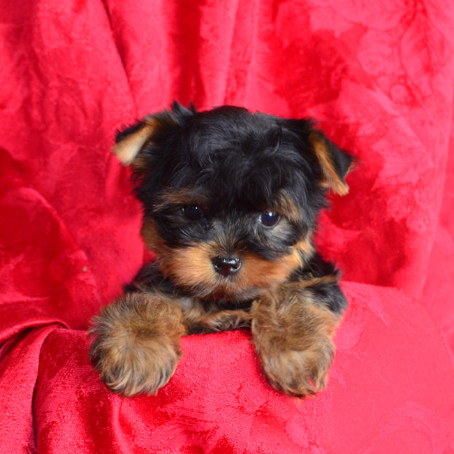 Lassie TEACUP female yorkie