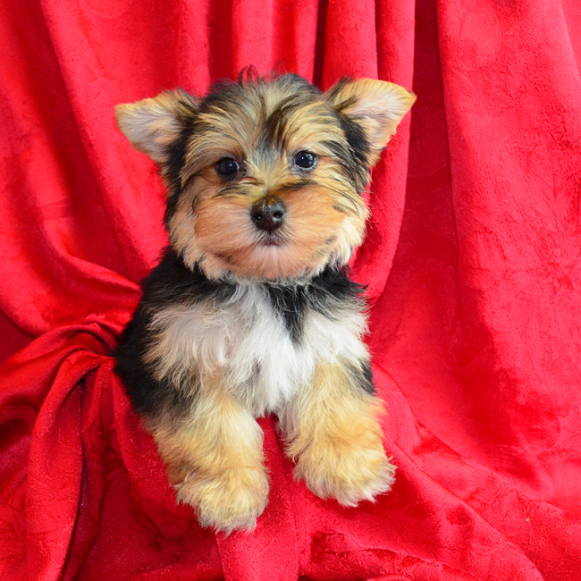 Thumbnail [100%x225]