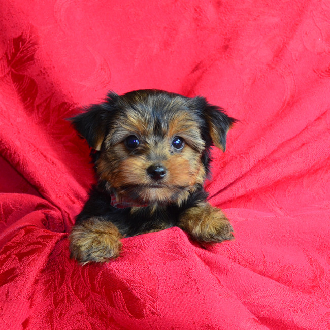 Hamilton male yorkie