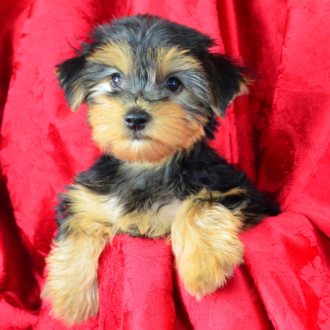Harmony female yorkie