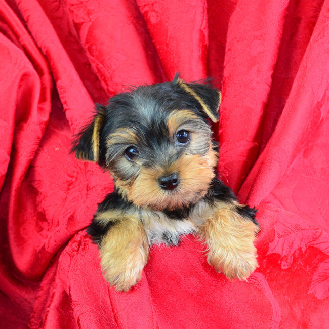 Judd male yorkie