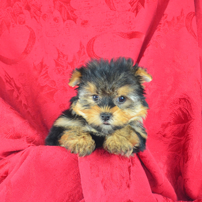 Thumbnail [100%x225]