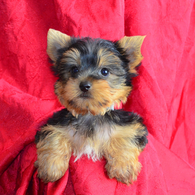 Ripley male yorkie