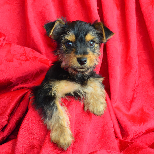 Thumbnail [100%x225]