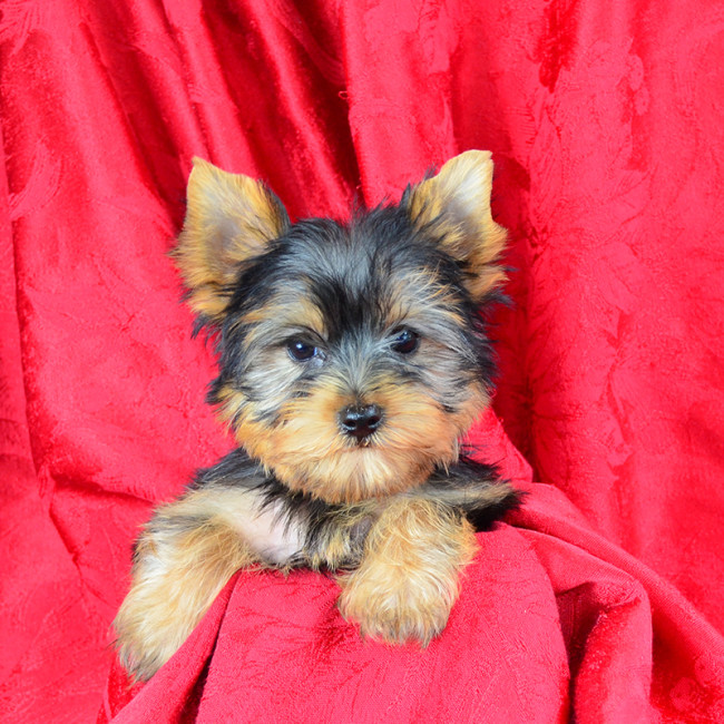 Guinness male yorkie