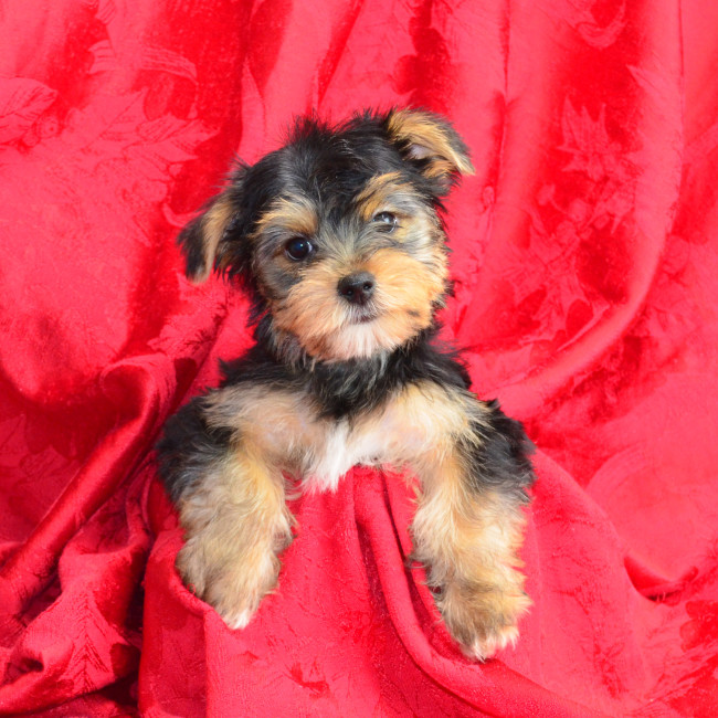 Alyse female yorkie